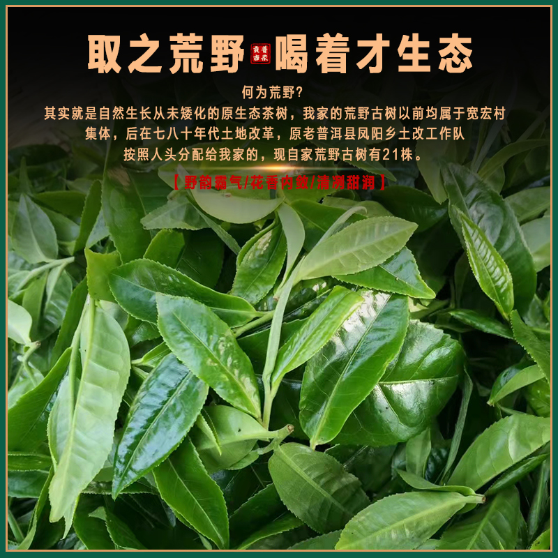 云南普洱茶生茶散茶困鹿山300年古树茶冰岛甜花蜜香荒野生态春茶