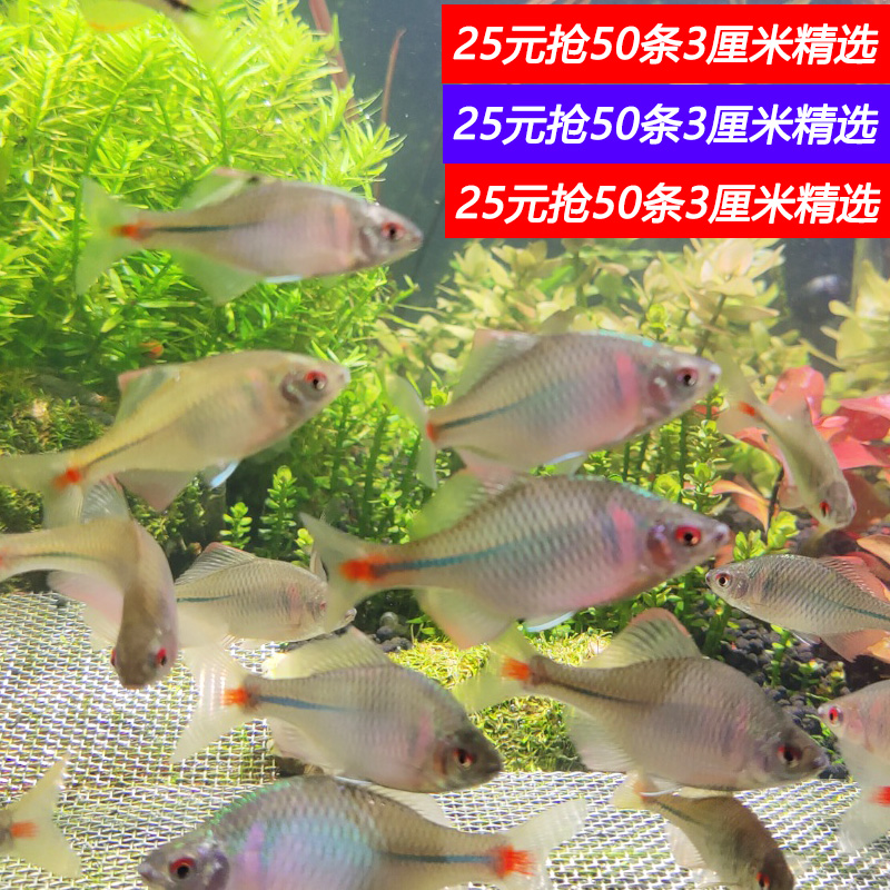 好养淡水观赏鳑鲏鱼七彩旁皮除藻冷水鱼活体小型鱼苗原生群游小鱼-图3