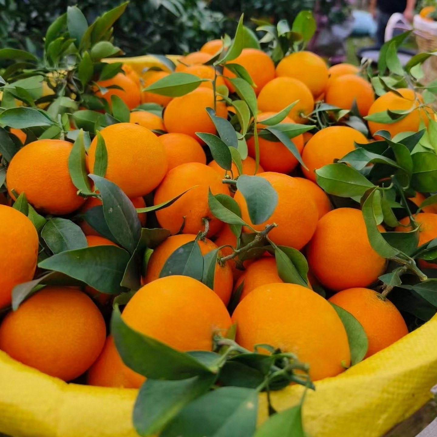 特级大果四川爱媛38果冻橙特产10斤新鲜水果橙子红美人柑橘爱媛橙,淘宝优惠券,粉丝福利购,淘宝优惠卷