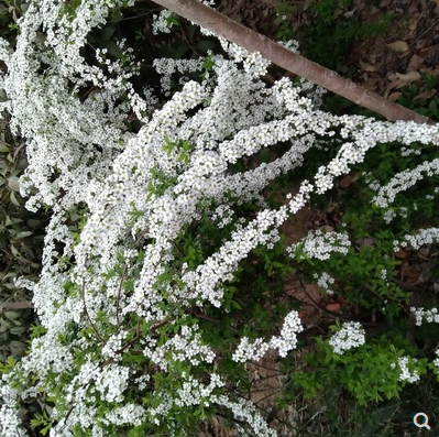 雪柳树苗喷雪花苗盆栽花卉绿植珍珠梅绣线菊大苗雪柳叶鲜枝条庭院-图1