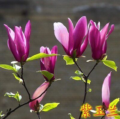 玉堂春玉兰树苗二乔玉兰黄玉兰白玉兰紫玉兰红玉兰迎春花绿化树苗 - 图0