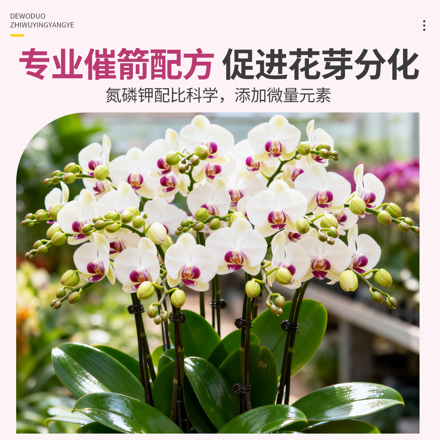 蝴蝶兰营养液抽箭肥料促进开花促兰花有机液体肥营养肥君子兰腰肥,淘宝优惠券,粉丝福利购,淘宝优惠卷