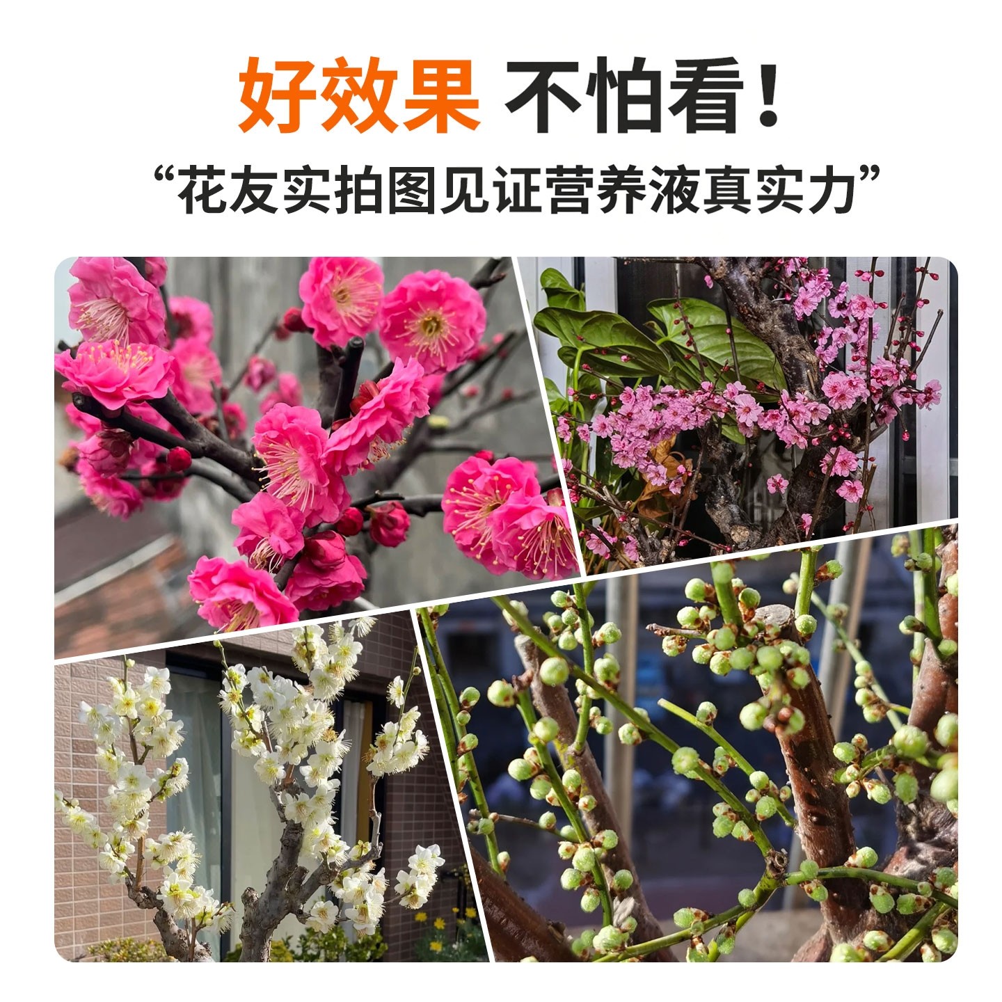 德沃多梅花树专用营养液盆栽腊梅肥料阳台庭院老桩促开花有机肥料,淘宝优惠券,粉丝福利购,淘宝优惠卷