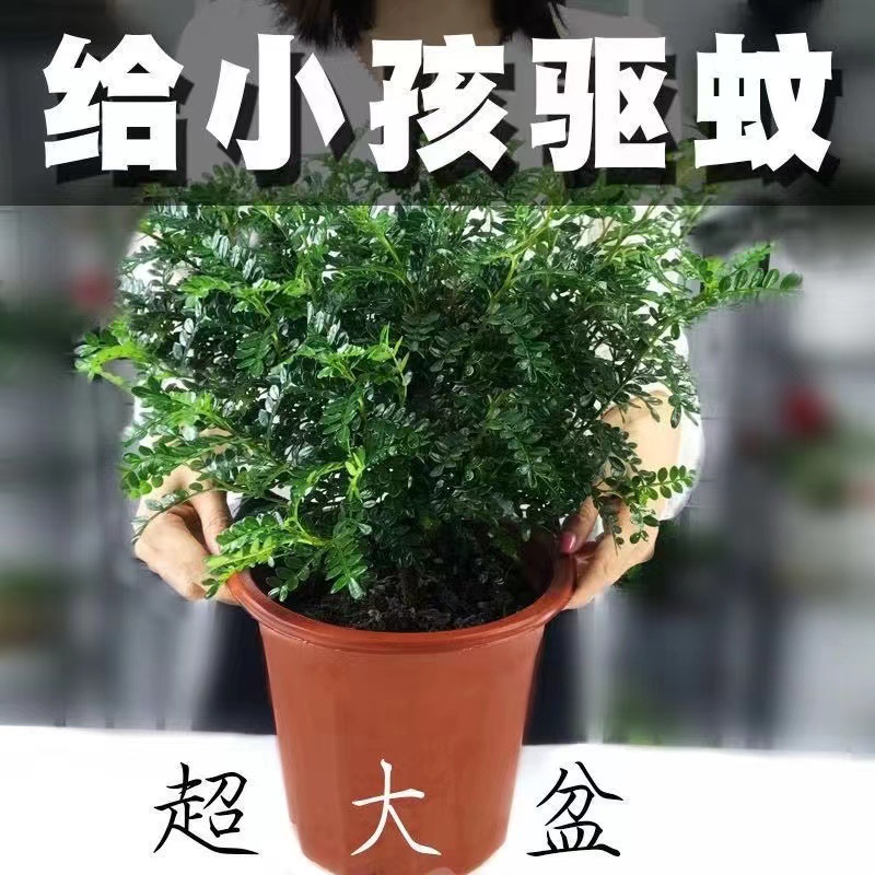 正宗清香胡椒木盆栽叶子树苗老桩室内驱蚊草植物办公室养花卉绿植