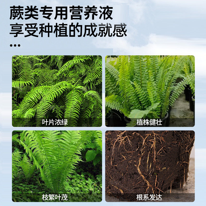 蕨类植物肥料专用肥营养液铁线蕨霸王蕨鹿角蕨狼尾蕨水培防枯黄叶,淘宝优惠券,粉丝福利购,淘宝优惠卷