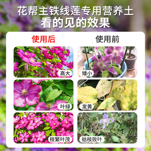 铁线莲专用土家庭园营养专用艺养花通用型种植土泥炭土绣球盆栽土-图3