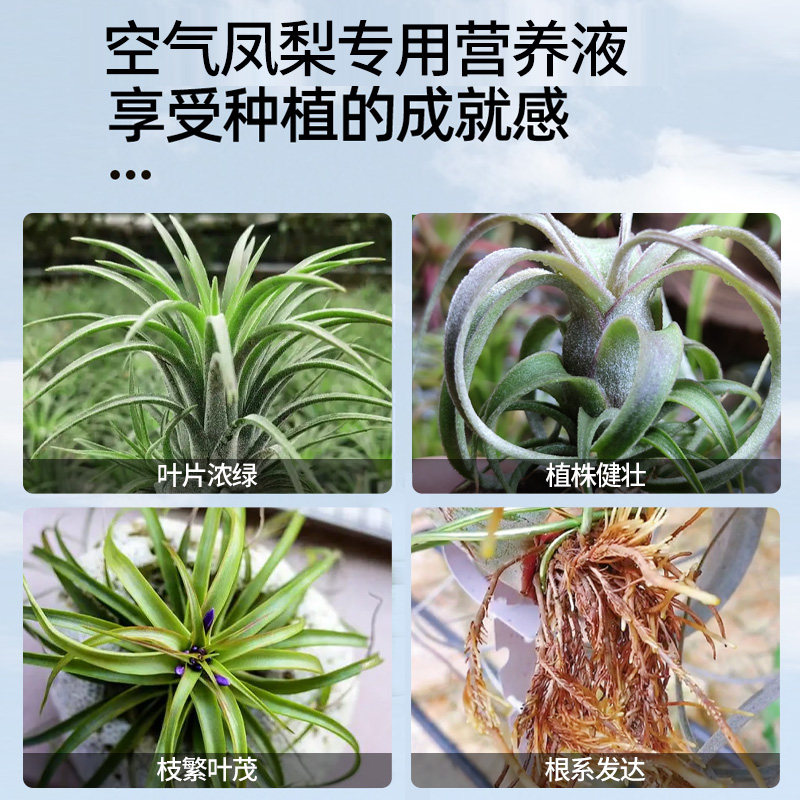 空气凤梨肥料专用肥营养液室内绿植叶子干枯落叶掉叶急救花肥通用,淘宝优惠券,粉丝福利购,淘宝优惠卷