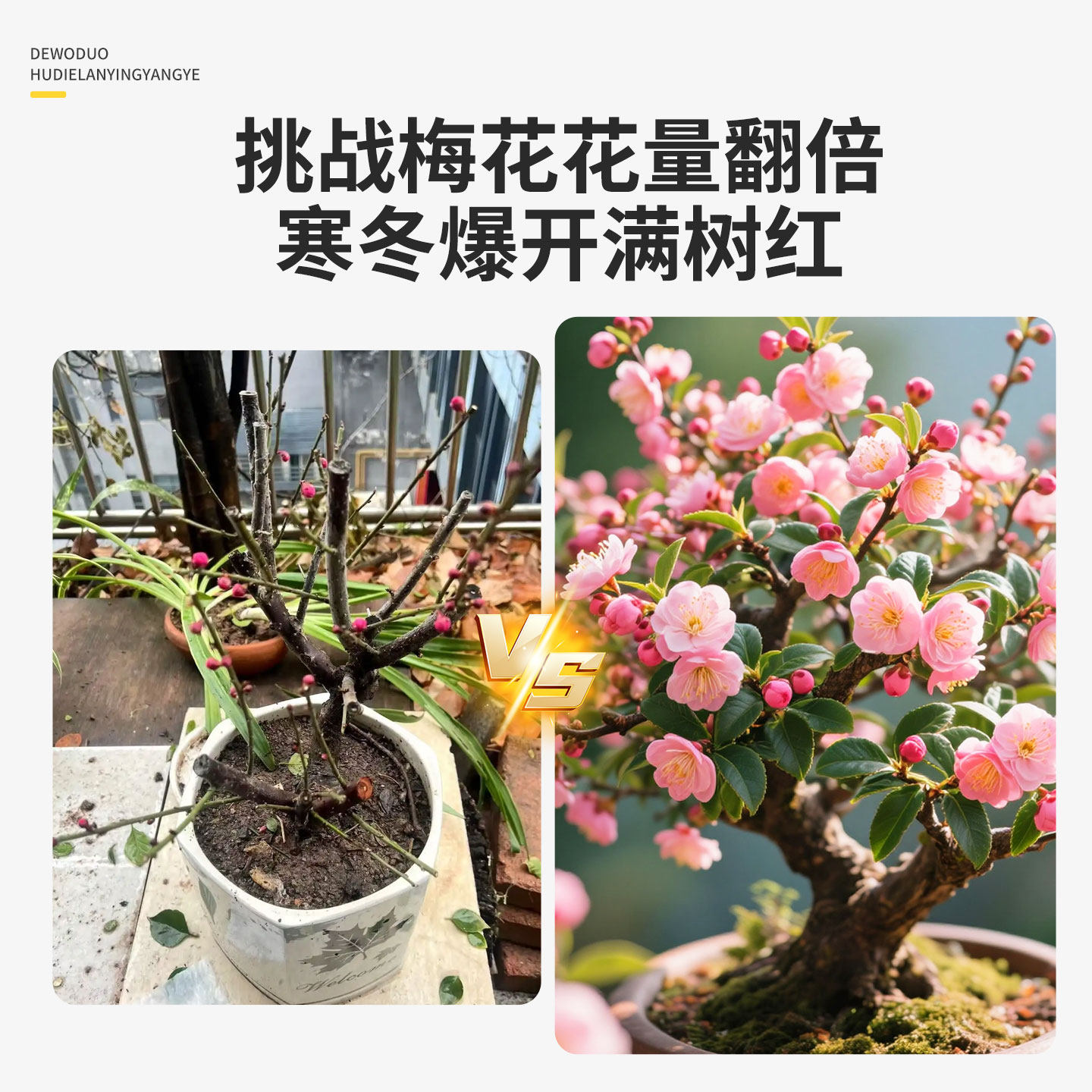 德沃多梅花树专用营养液盆栽腊梅肥料阳台庭院老桩促开花有机肥料,淘宝优惠券,粉丝福利购,淘宝优惠卷