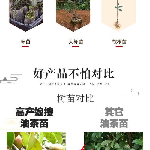 油茶树苗批发湘林210油茶树苗嫁接高产油茶苗南方种植油茶籽树苗 - 图3