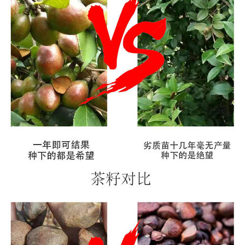油茶树苗批发湘林210油茶树苗嫁接高产油茶苗南方种植油茶籽树苗 - 图1
