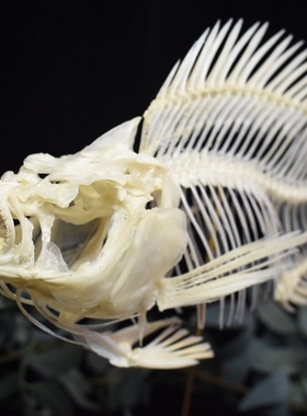 罗非鱼骨骼标本真骨自由的保证