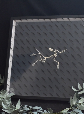 始祖鸟骨骼标本装饰画框真骨拼接[ARCTERYX] LOGO 动物骨骼标本