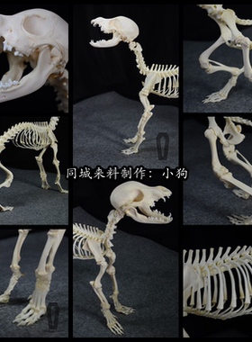 制作来图定做加工宠物骨骼标本