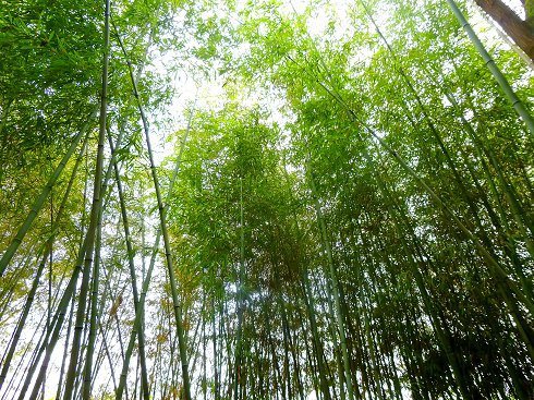 50158竹林竹子高清自然风景JPG图片竹林绿色竹子青竹翠竹设计喷绘