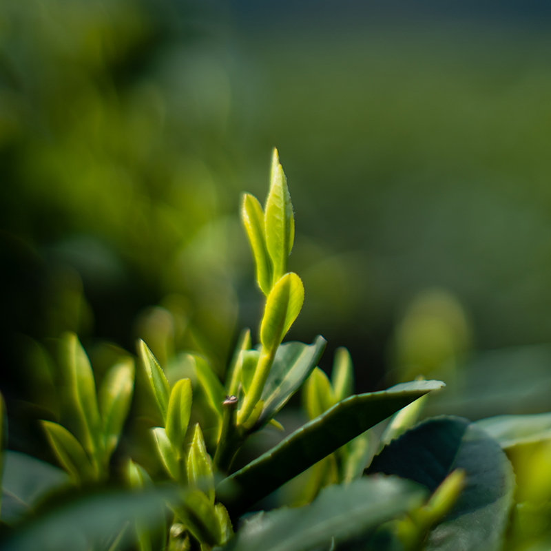 名山正大百年茶知百年沁岩小绿叶蝉中小叶工夫红茶蒙顶山茶96g