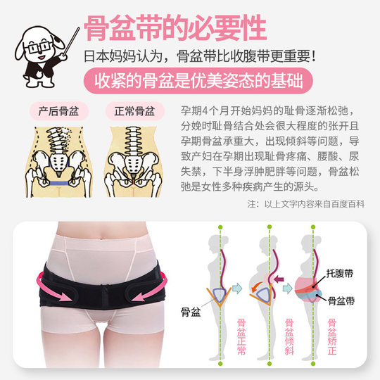 Dog seal maternal belt pelvic belt 2 stage