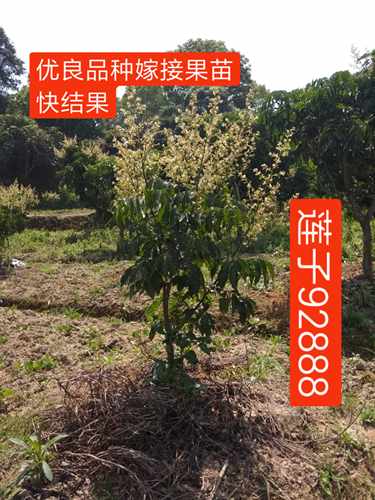 包邮软枝大鸡心黄皮果苗、冰糖纯甜黄皮苗、郁南无核黄皮嫁接果苗 - 图0