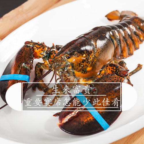 成都店同城闪送 鲜活波龙虾1只/份约0.9-1斤可选 波士顿龙虾包活 - 图2