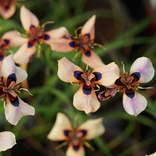 【植物致】孔雀肖鸢尾 Moraea aristata 稀有球根盆栽苗现货 - 图1