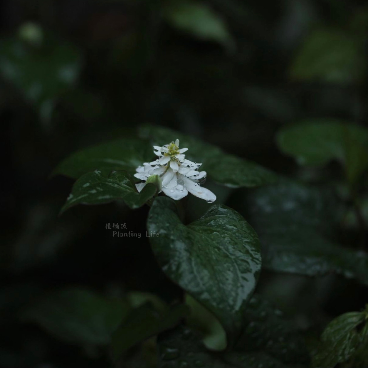 【植物致】重瓣鱼腥草 ドクダミ八重 日系山野草 水景素材