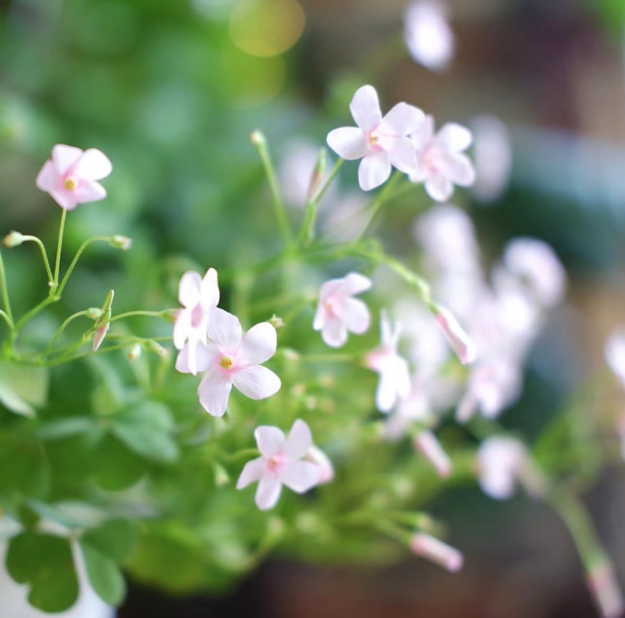 【植物致】四季酢浆草’粉梦‘ Oxalis Pink Dream'好养易爆花-图2