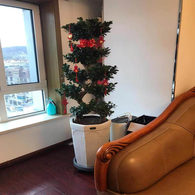 金钱榕树盆栽室内客厅招财绿植摇钱树办公室盆景庭院植物乔迁送礼,淘宝优惠券,粉丝福利购,淘宝优惠卷