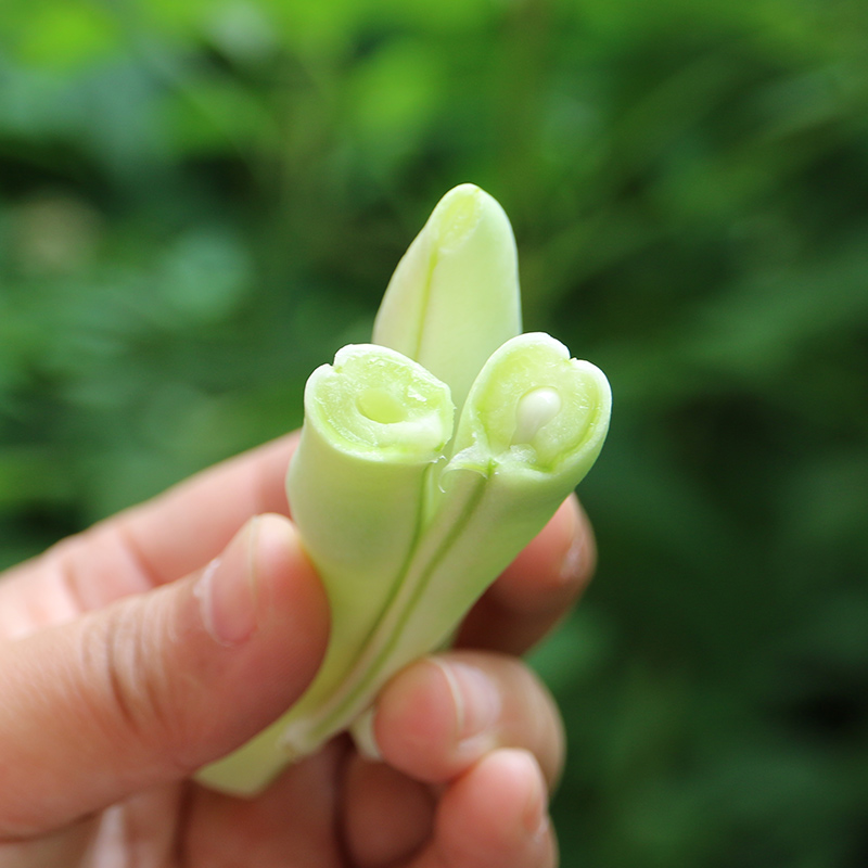 密农人家新鲜白不老豆角农家种植豆角鲜嫩可口新鲜蔬菜 400g-图3