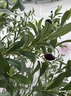 北欧仿真植物橄榄树盆栽造景观室内客厅大型仿生绿植家居落地摆件