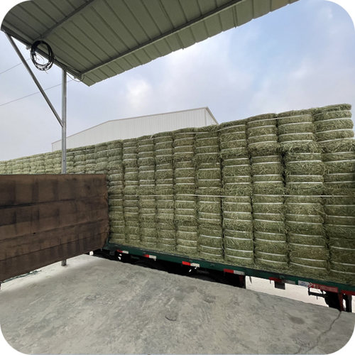 静静二番加拿大洛基山雪山提摩西干草兔子荷兰猪龙猫主食10袋包邮 - 图3