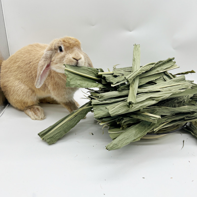 静静烘干玉米叶半斤装适合兔子荷兰猪龙猫营养磨牙零食 - 图2