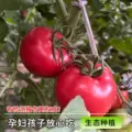 正宗陕西泾阳普罗旺斯沙瓤西红柿新鲜自然熟当季礼盒水果番茄蔬菜 图片 5