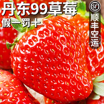 Dandong 99 strawberry fresh red face milk cream 99 large strawberry fruit year goods gift boxes for the season airlift