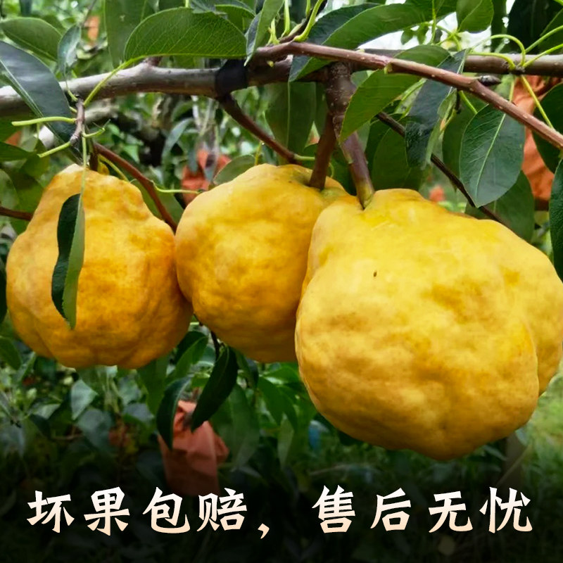烟台中华丑梨山东莱阳佛手太婆大头梨新鲜水果当季年货水果送礼