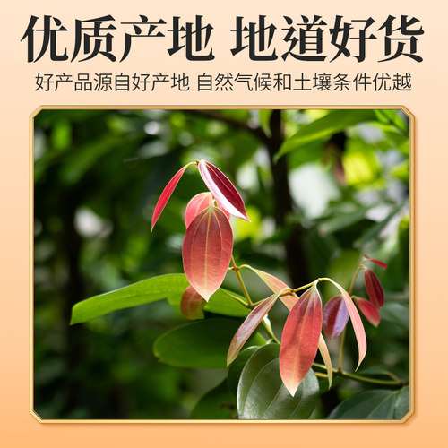 肉桂干中草药材卷煮茶泡茶香料非粉桂芯棒旗舰店中药材官方正品 - 图0