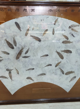 天然古生物化石标本鱼化石植物动物昆虫三叶虫标本直播专拍