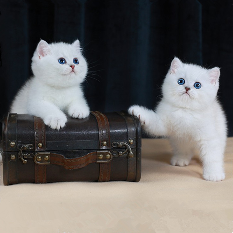 纯种银渐层猫幼猫活体英短金渐层猫矮脚猫银点猫活物宠物猫咪幼崽-图1