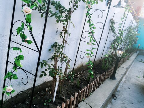 　铁制欧式架 拱门花架  欧月  爬藤架  植物花支架 - 图1