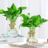 Гидропонная завода ваза творческий, простой стеклянный маленький свежий свежий прозрачный воду -зеленые расколотые цветы