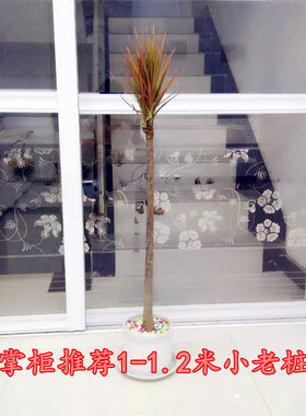 七彩铁千年七彩铁室内观叶包邮