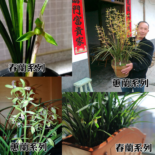兰花苗  浓香蕙兰九头兰春兰送营养土室内花卉绿植小盆 - 图2