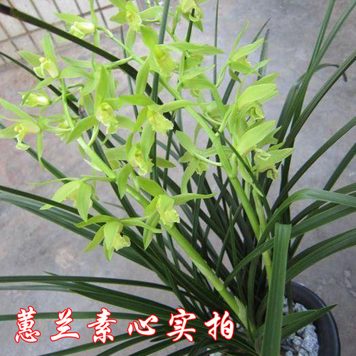特香蕙兰春兰兰花苗 九头兰国兰四季兰 室内花卉绿植小盆栽 - 图0