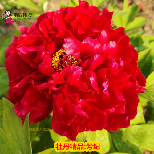 芳记纪牡丹花苗红色正宗多分枝大苗菏泽洛阳牡丹大王盆栽阳台庭院 - 图2