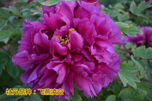 牡丹王飞燕凌空大花卉苗多年生菏泽百年牡丹企业庭院盆栽牡丹树苗 - 图2