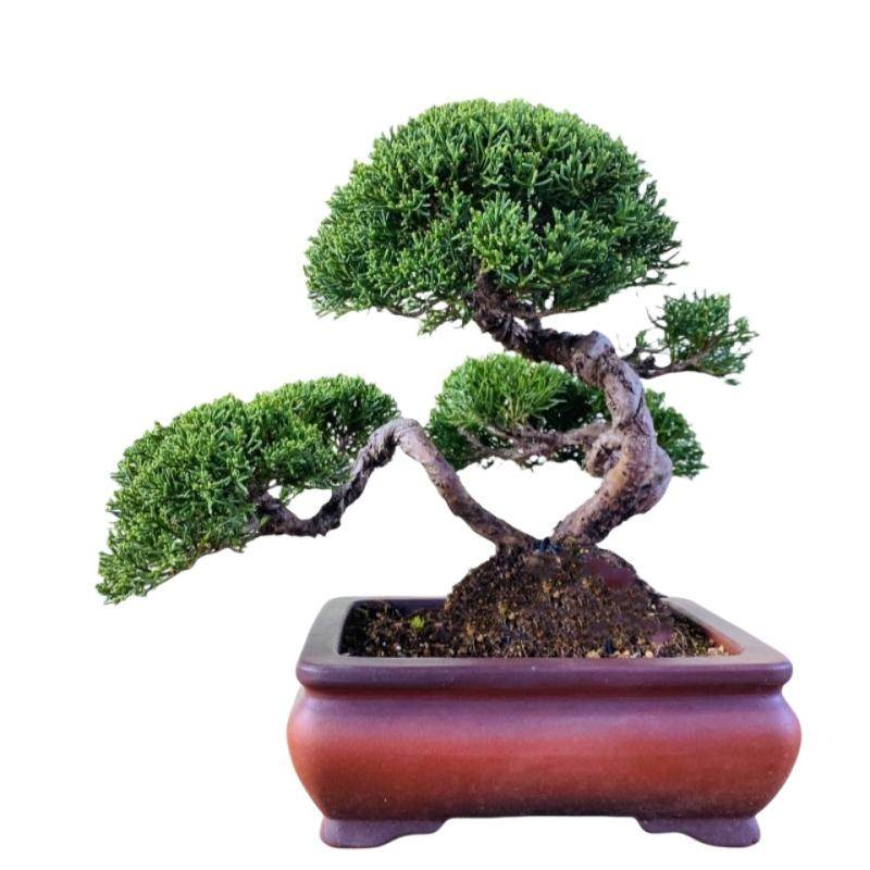 云栖园一本多杆日本济州真柏盆景室内盆栽植物办公室阳台绿植摆件,淘宝优惠券,粉丝福利购,淘宝优惠卷