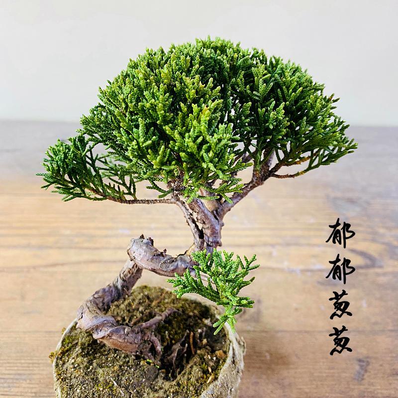 日本济州真柏纪州真柏小盆景柏树盆栽办公室室内茶台一物一拍摆件,淘宝优惠券,粉丝福利购,淘宝优惠卷