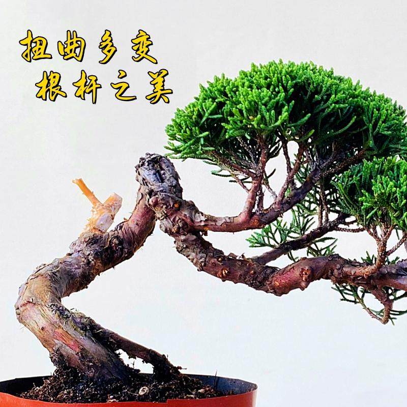 基地直销宫阪系鱼川真柏小盆景老桩素材高档盆栽阳台茶台绿植摆件,淘宝优惠券,粉丝福利购,淘宝优惠卷