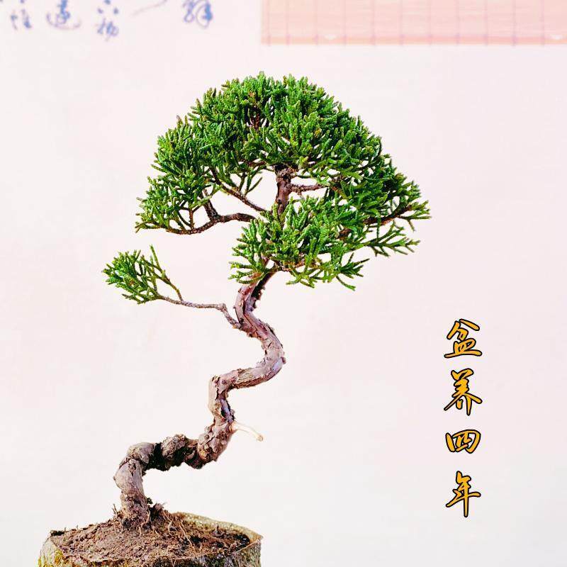 日本济州真柏小盆景纪州柏树绿植办公室室内植物盆栽好养一物一拍,淘宝优惠券,粉丝福利购,淘宝优惠卷