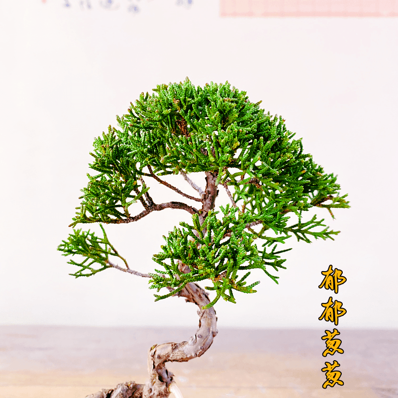 日本济州真柏小盆景纪州柏树绿植办公室室内植物盆栽好养一物一拍,淘宝优惠券,粉丝福利购,淘宝优惠卷