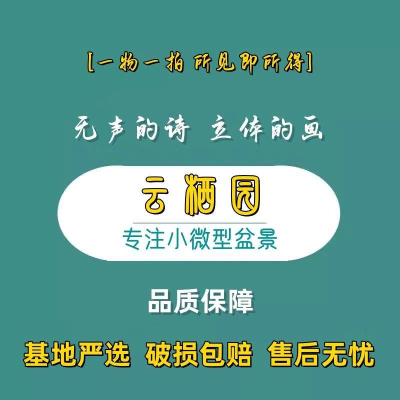 基地直销宫阪系鱼川真柏小盆景老桩素材高档盆栽阳台茶台绿植摆件,淘宝优惠券,粉丝福利购,淘宝优惠卷
