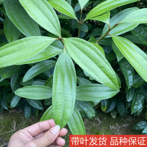 肉桂树苗 正宗广西桂皮苗名贵药材食用调味大料小苗带叶带泥发货 - 图0